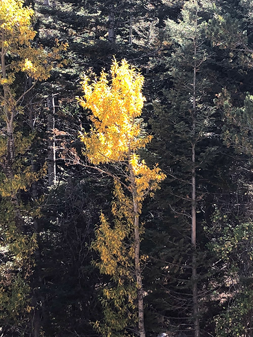 Trees near the Institute for Anatomical Research, in Colorado Springs, Colorado