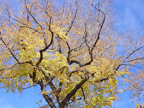 Trees near Denver, Colorado
