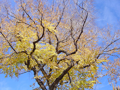 Denver Trees