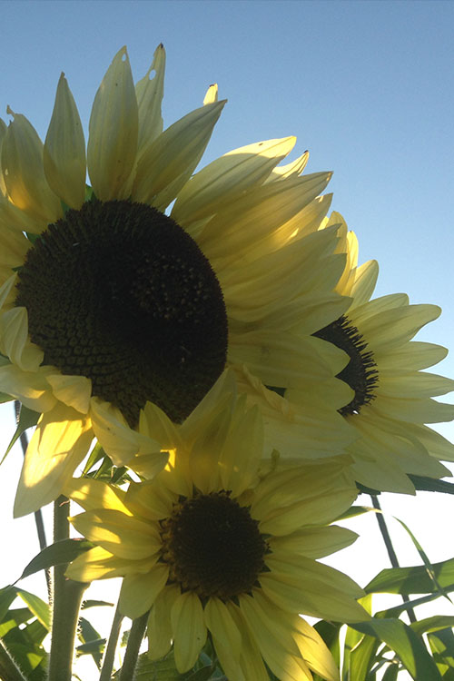 Sunflowers